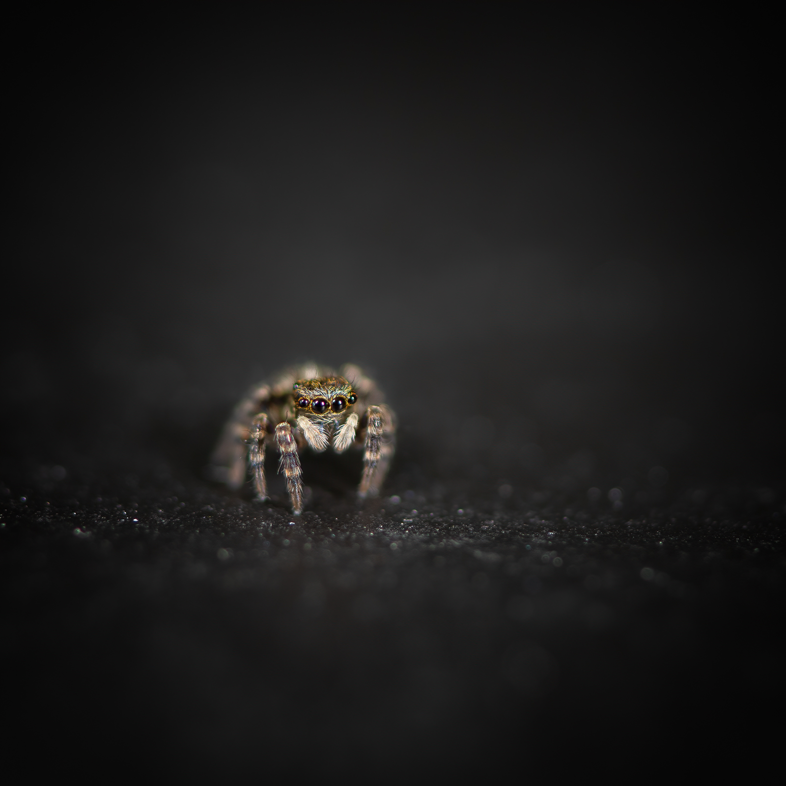 DSC_2393-sharpen-focus-Modifier.jpg
