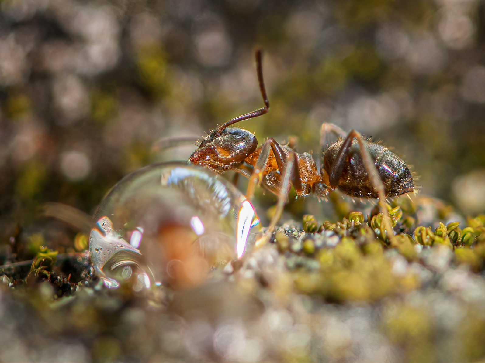 DSC_2549-sharpen-focus-Modifier.jpg