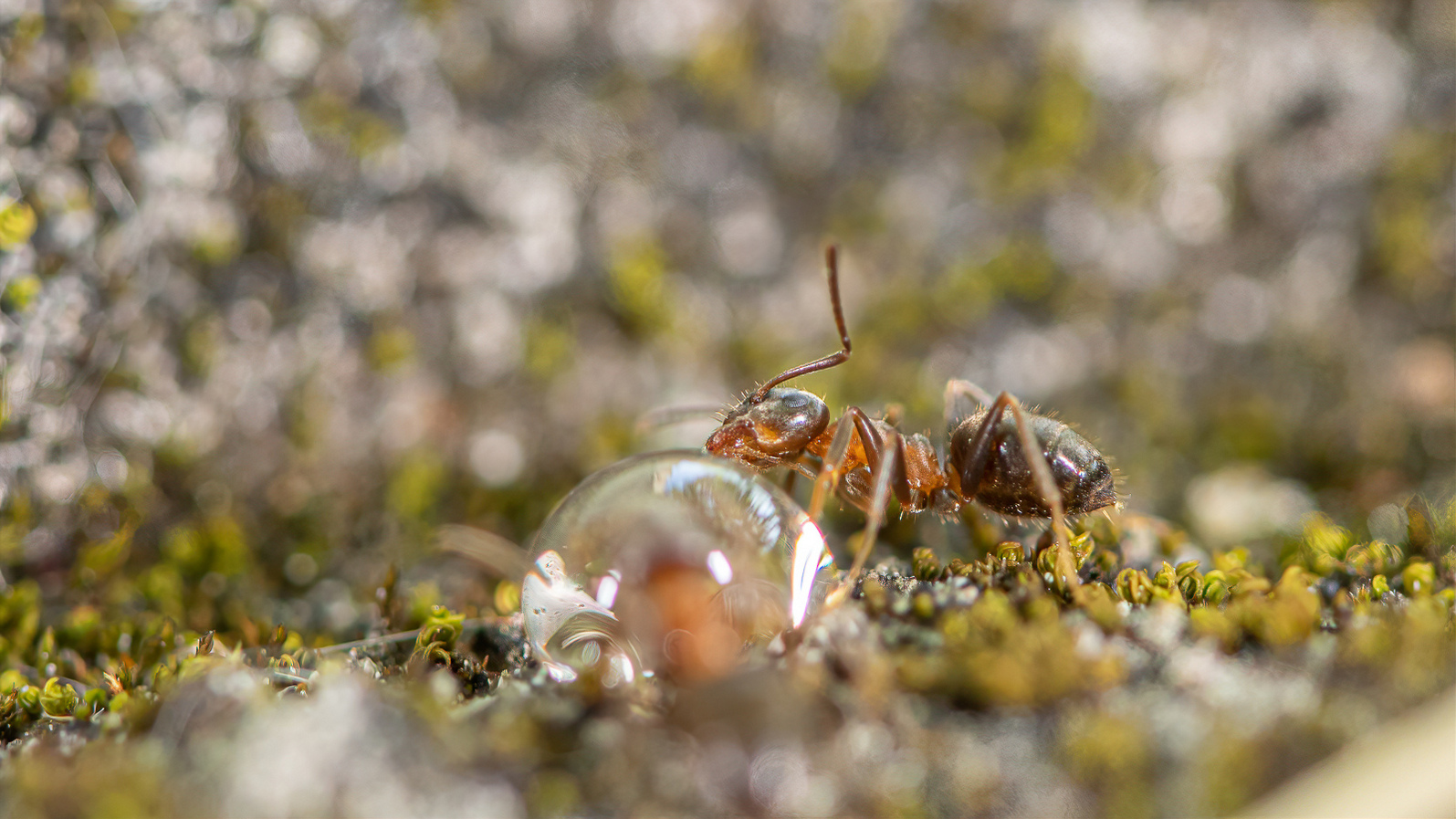DSC_2549-sharpen-focus.jpg