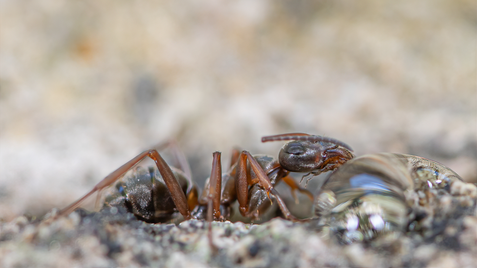 DSC_2577-sharpen-focus.jpg