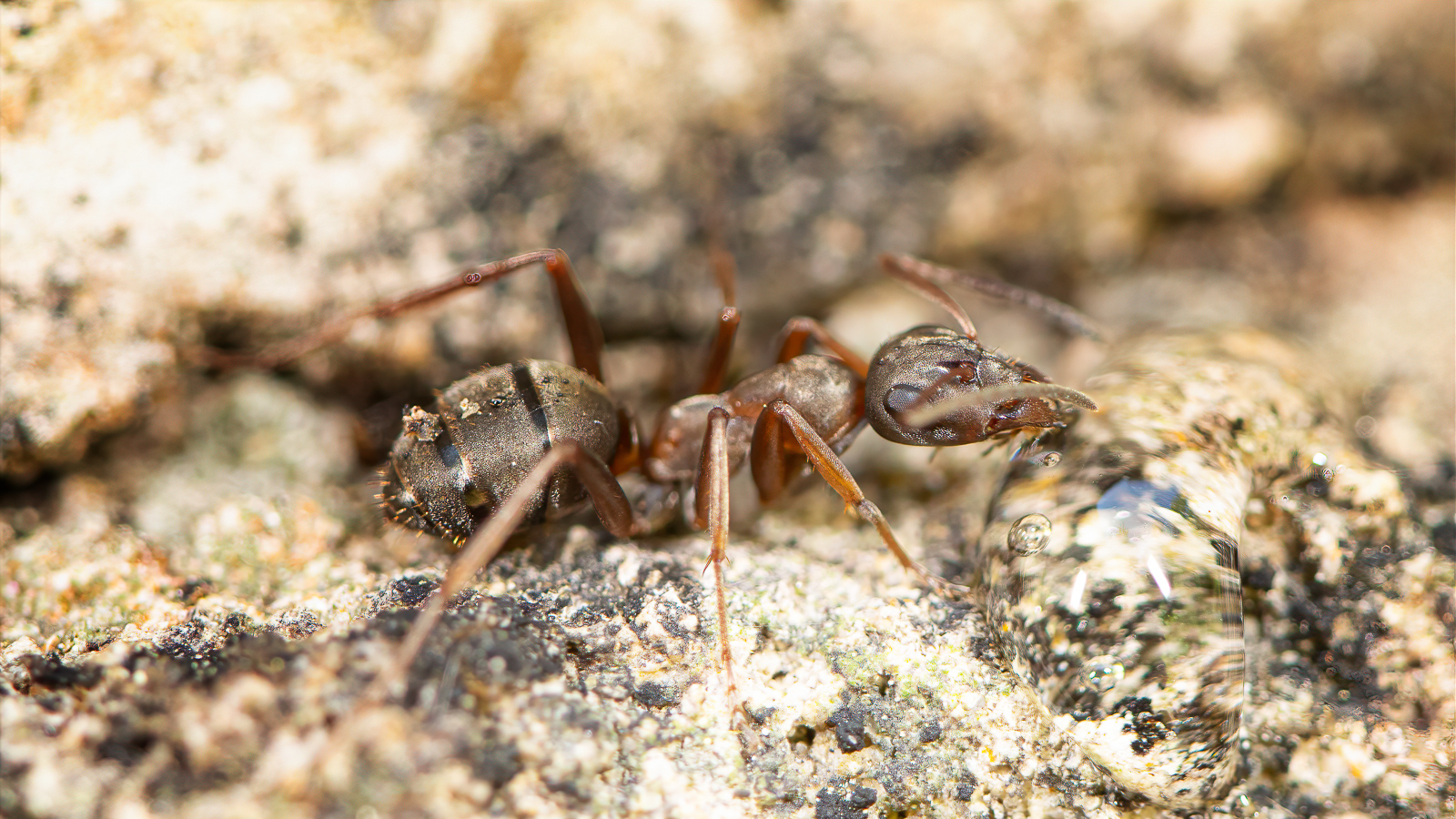 DSC_2581-sharpen-focus-Modifier.jpg