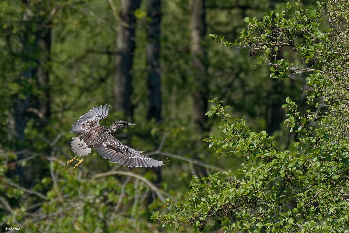 Bihoreau juvenile1 ....1200.jpg