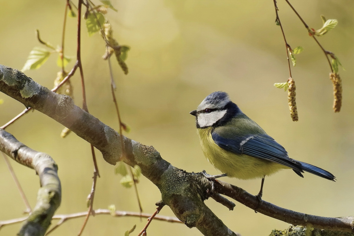 Photo Guénolé - Mésange.jpg