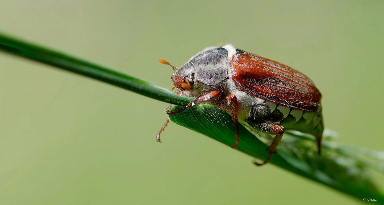 Melolontha Melolontha 1300 .jpg