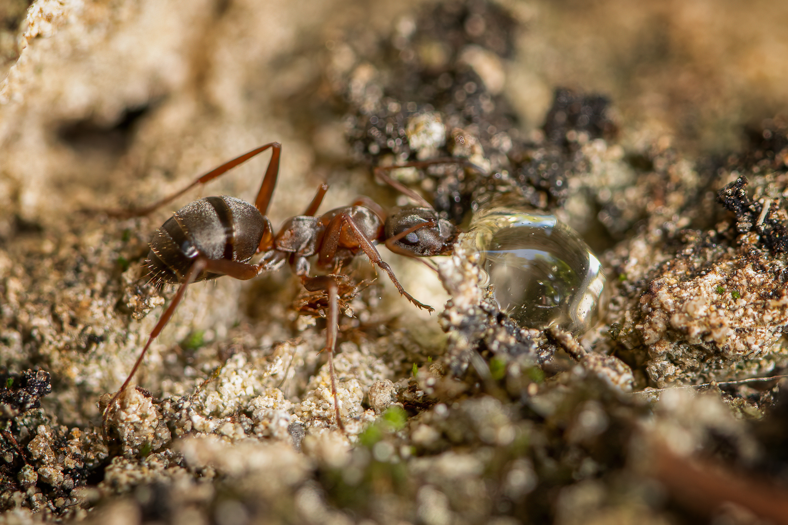 DSC_2618-sharpen-focus-Modifier.jpg