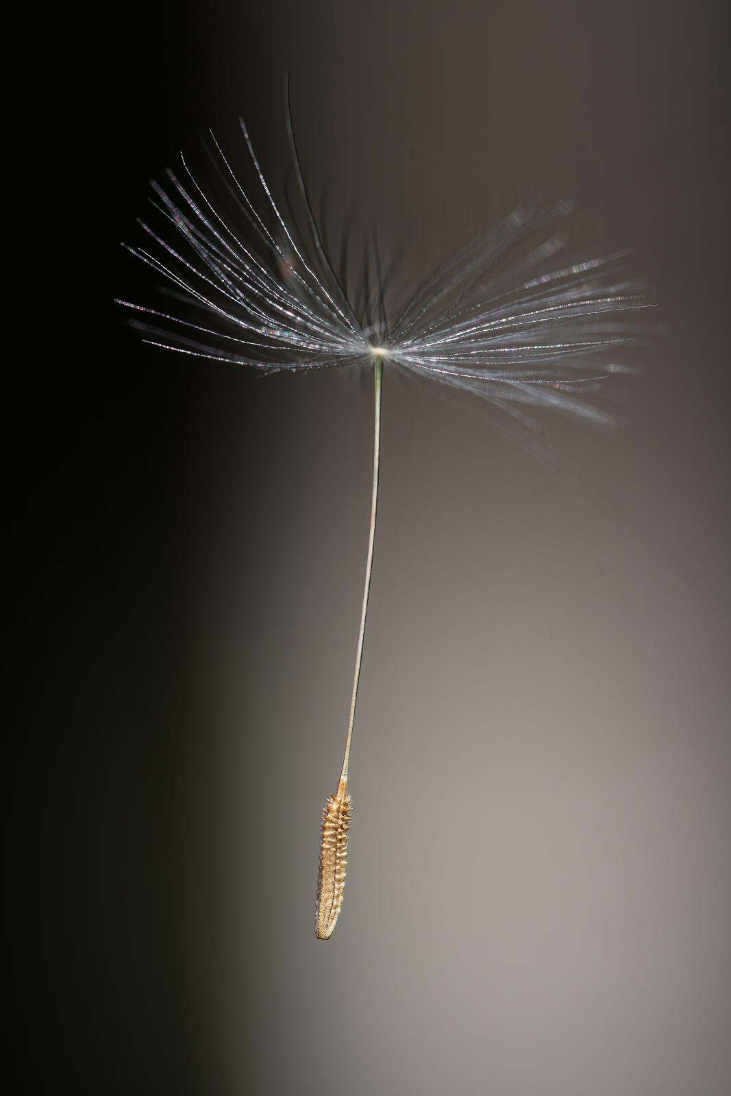 DSC_2670-sharpen-stabilize-Modifier.jpg