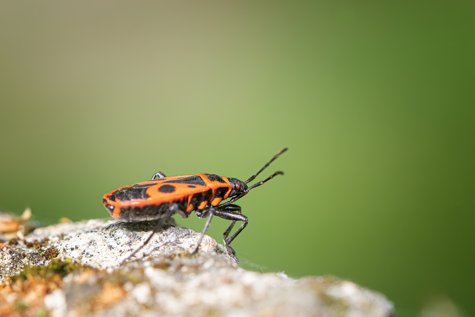 DSC_2663-sharpen-focus-Modifier.jpg