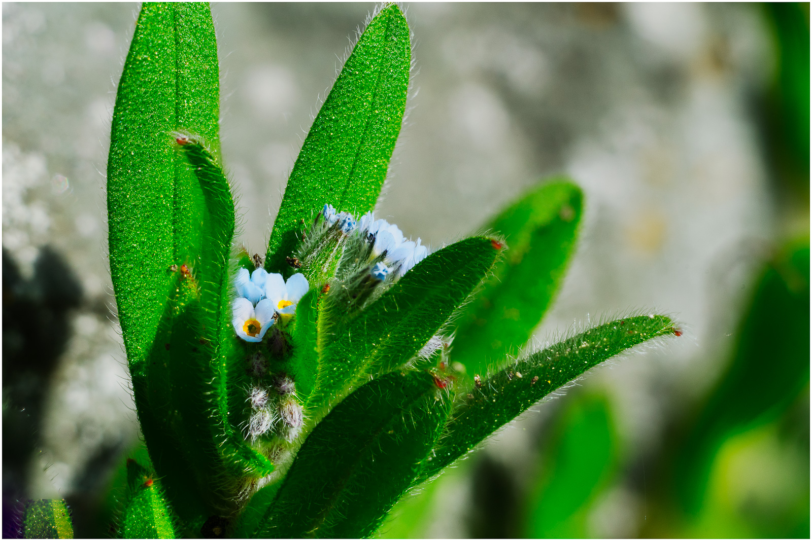 2020-21-04_Stack_Macro-2.jpg