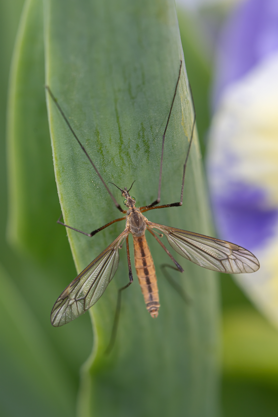 DSC_2710-sharpen-sharpen.jpg