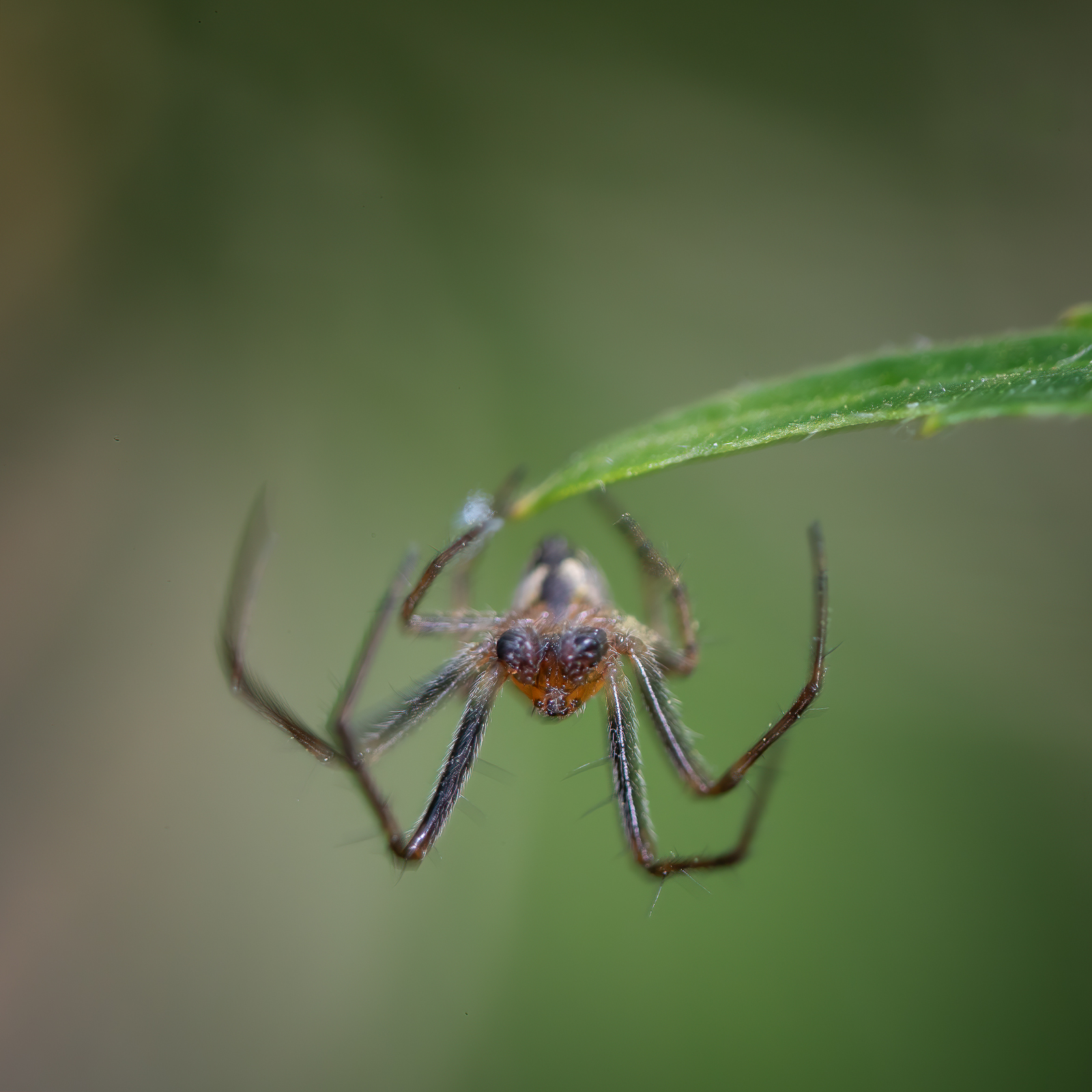DSC_2845-sharpen-focus-Modifier.jpg