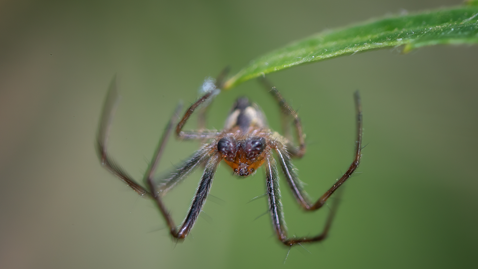 DSC_2845-sharpen-focus-Modifier.jpg