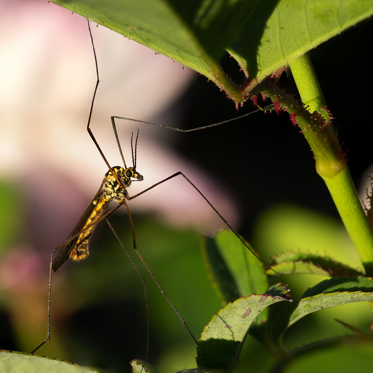 Focus stacking_tiff_6014_6021_toshop_carré_w.jpg