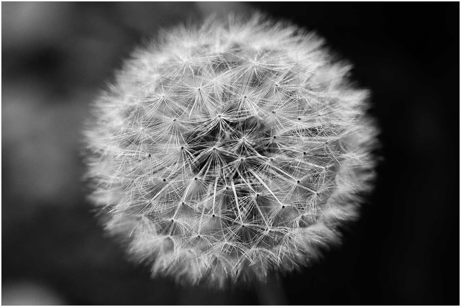 Dendelion_Stack._BW-2.jpg