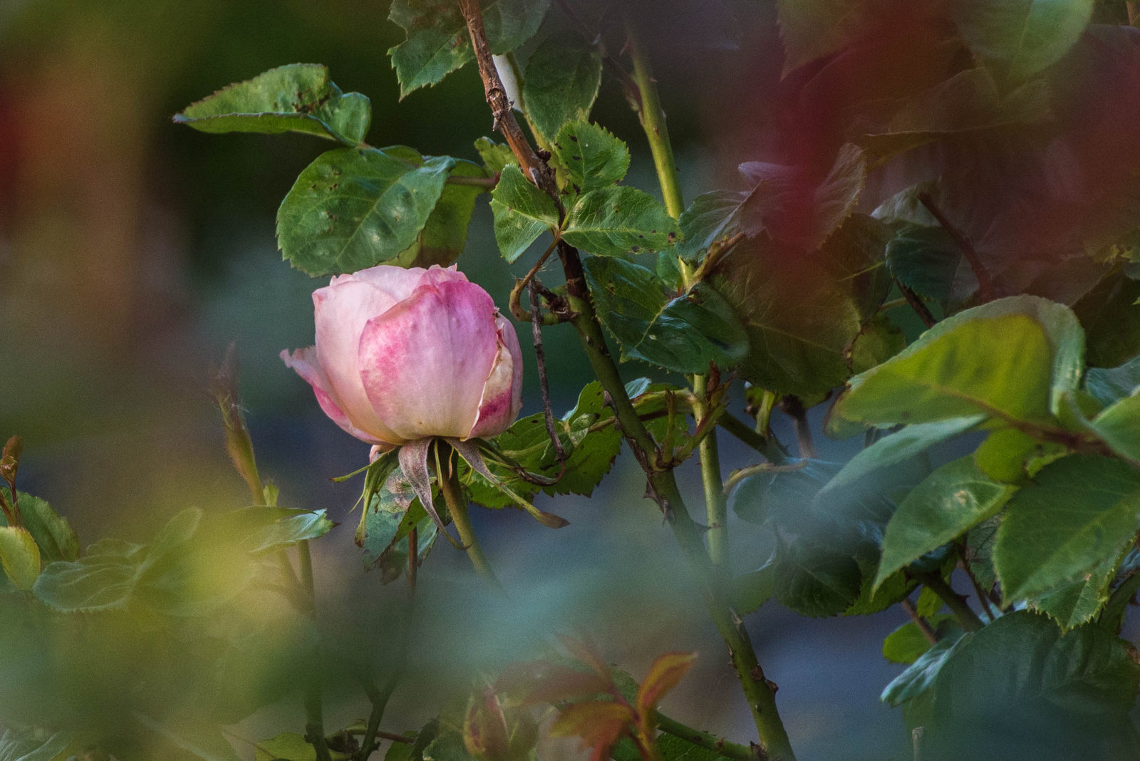 Couleur 1600 px.jpg