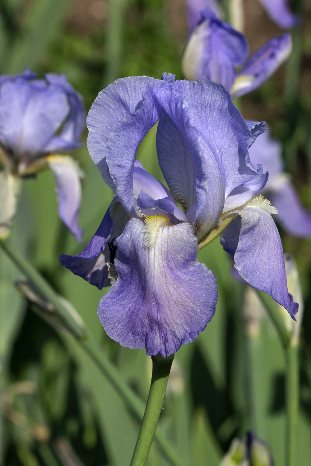 26 avril 2020_Iris Bleue.jpg