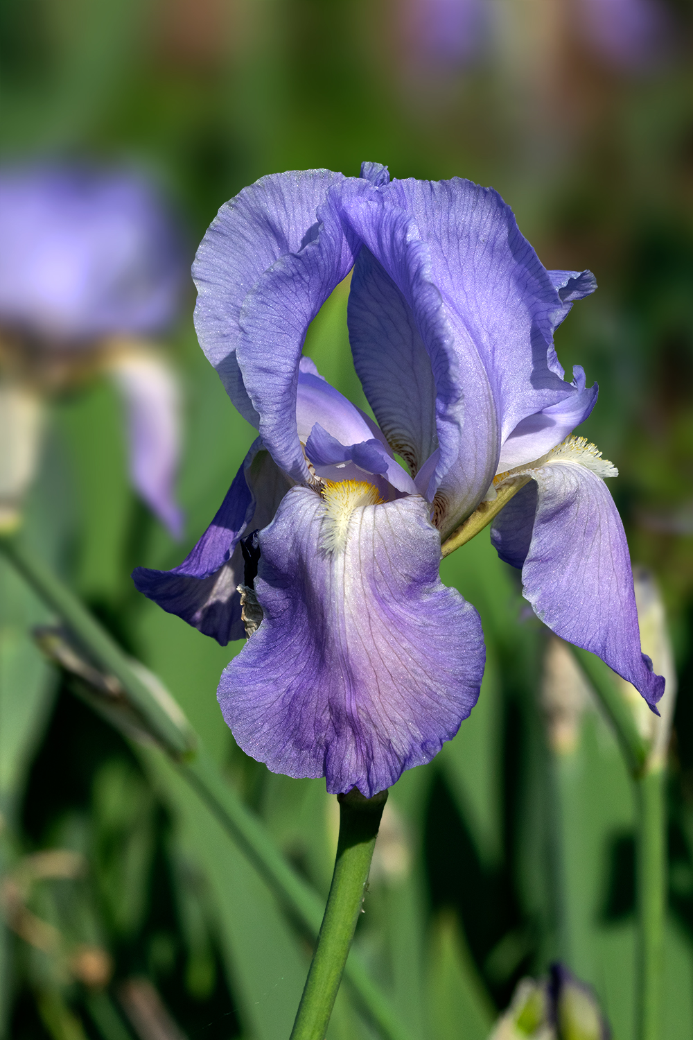 26 avril 2020_Iris Bleue-Modifiée bokeh-V2.jpg
