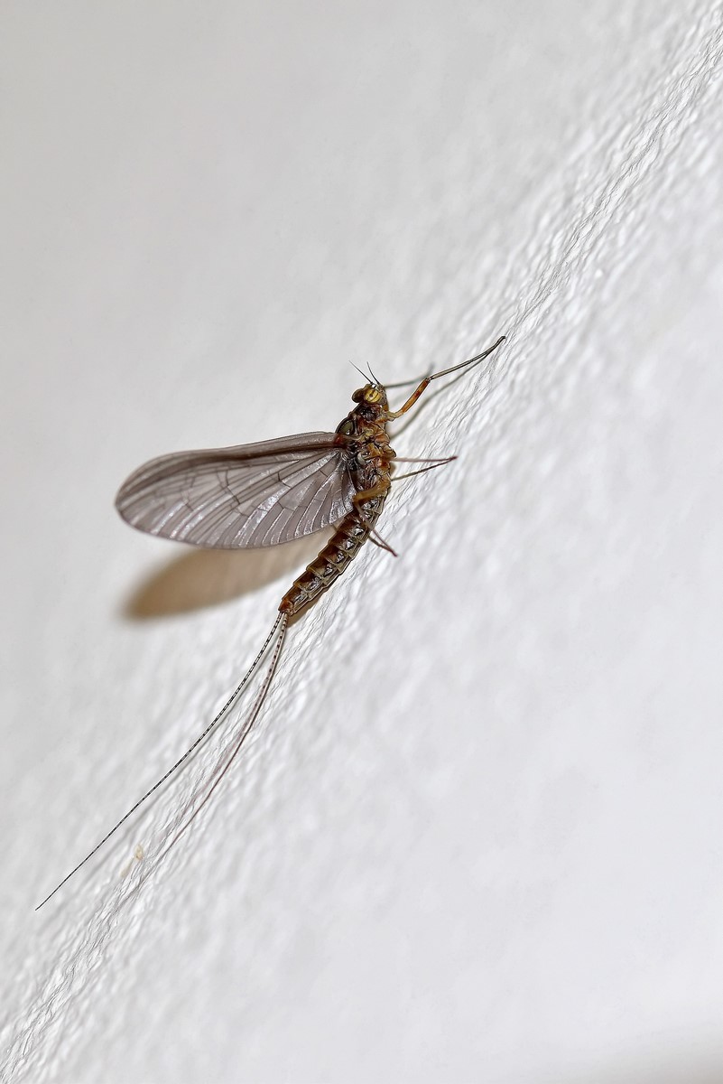 DSC_0068_filtered (Copier).jpg