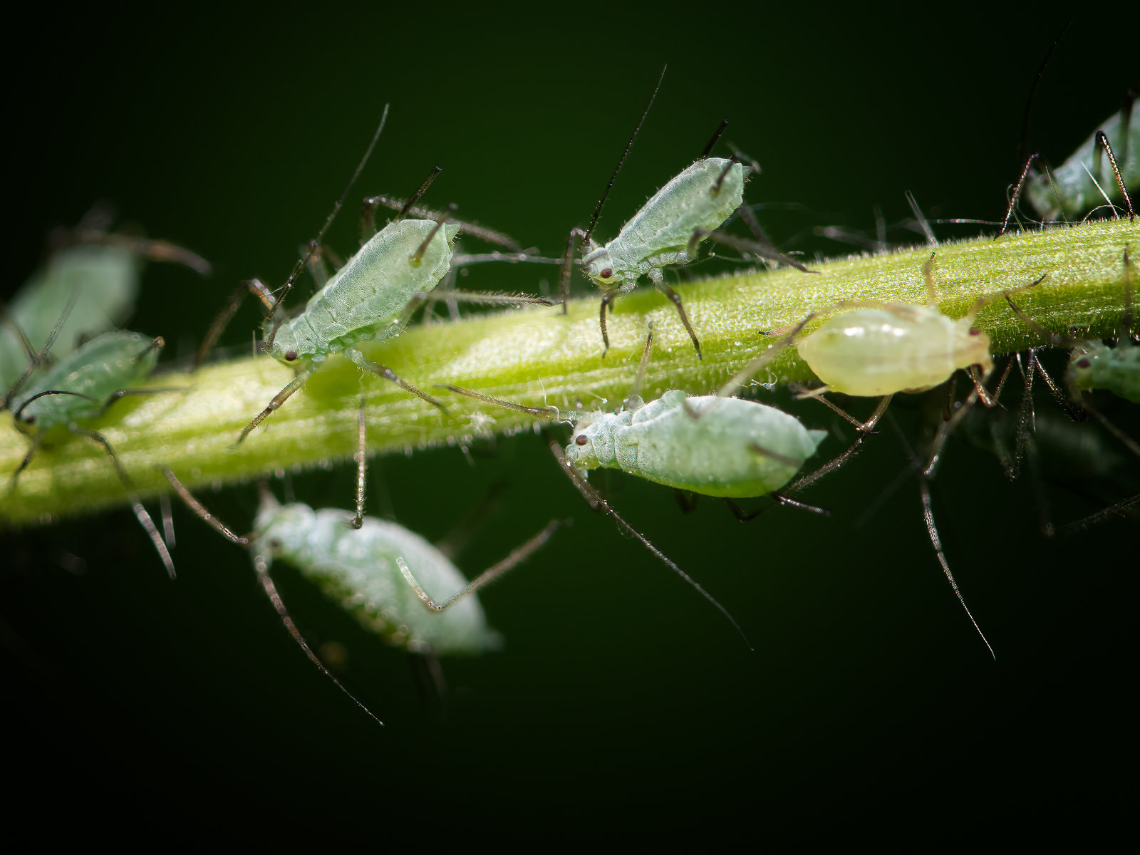 DSC_3163-sharpen-focus-Modifier.jpg