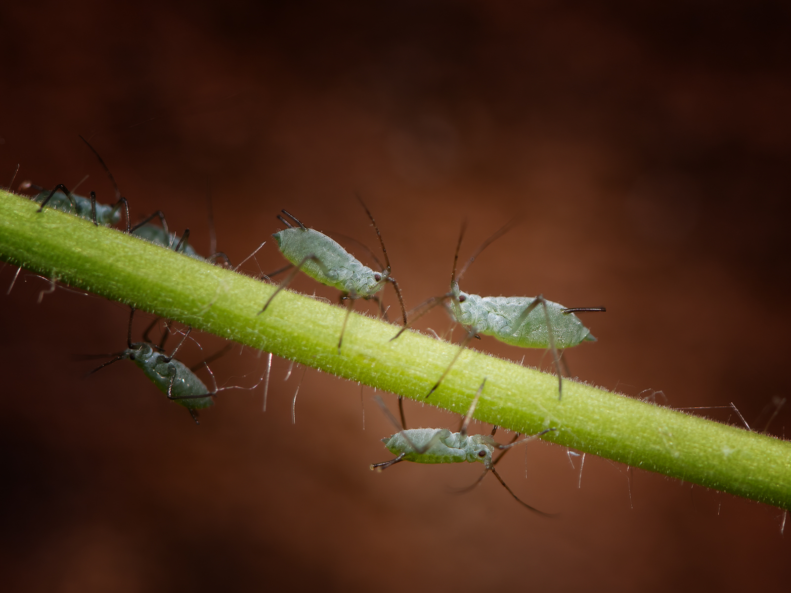 DSC_3173-sharpen-focus-Modifier.jpg