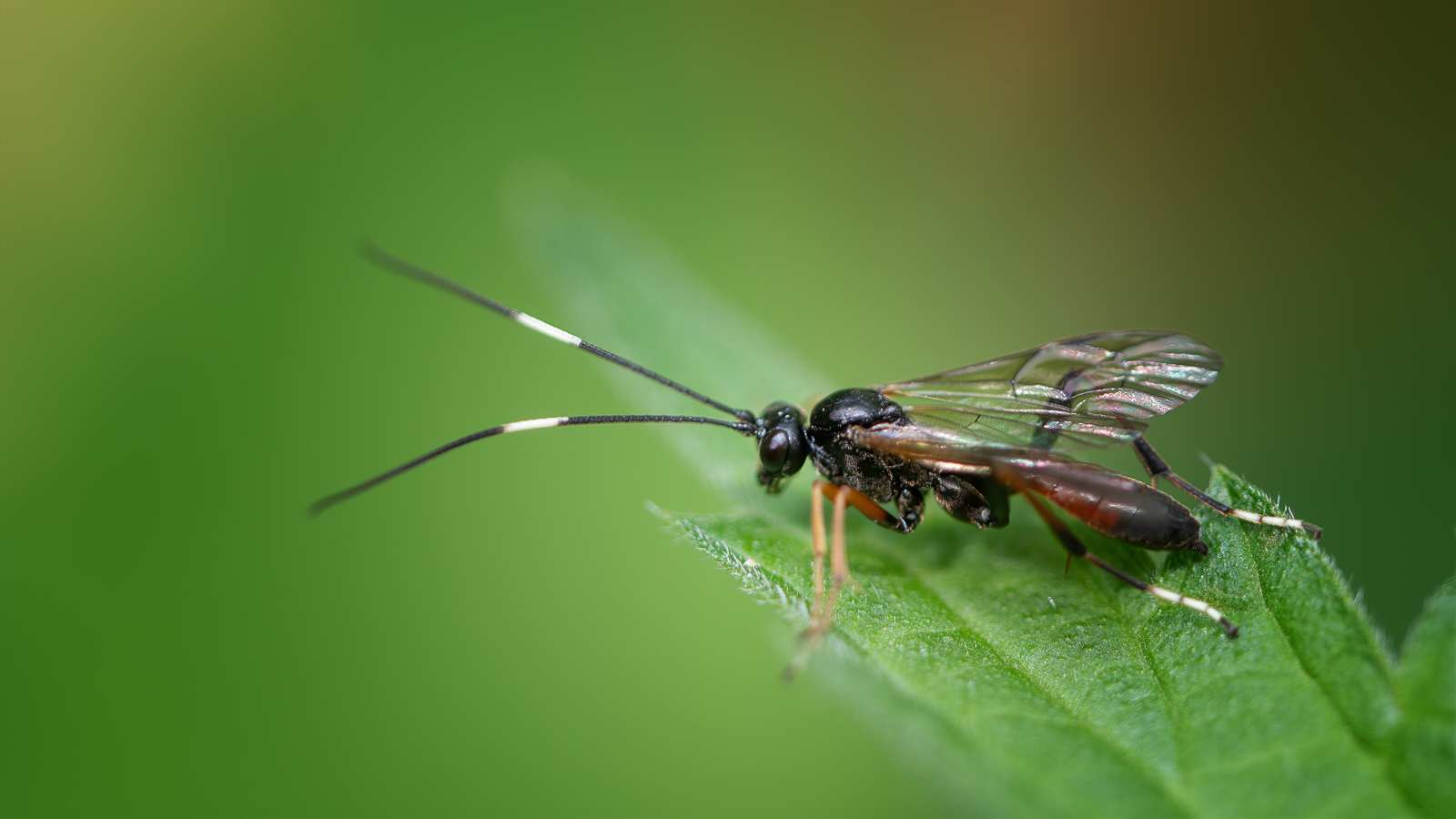 DSC_3085-sharpen-focus-Modifier.jpg