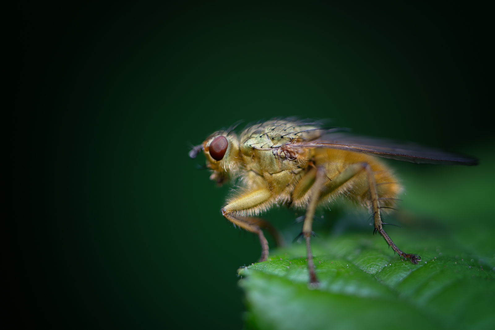 DSC_3131-sharpen-focus-Modifier.jpg