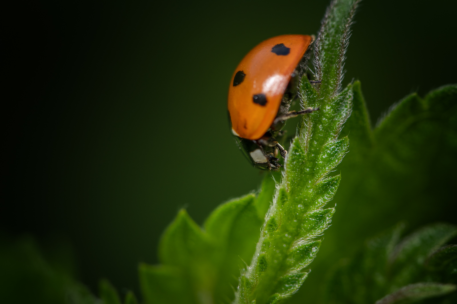 DSC_3205-Modifier.jpg
