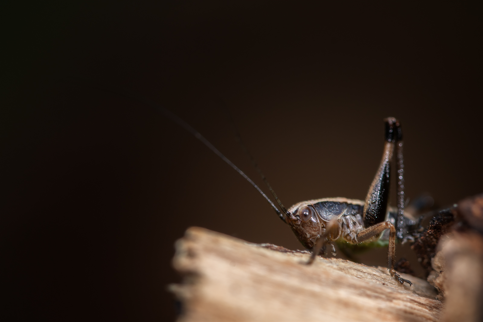 DSC_3229-sharpen-focus-Modifier.jpg