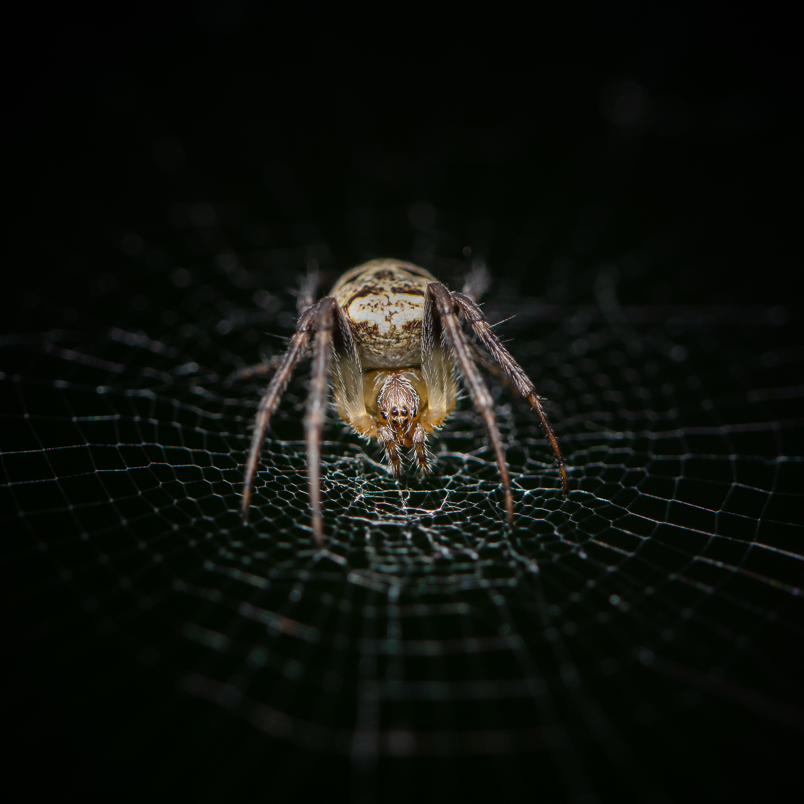 DSC_3289-Modifier.jpg