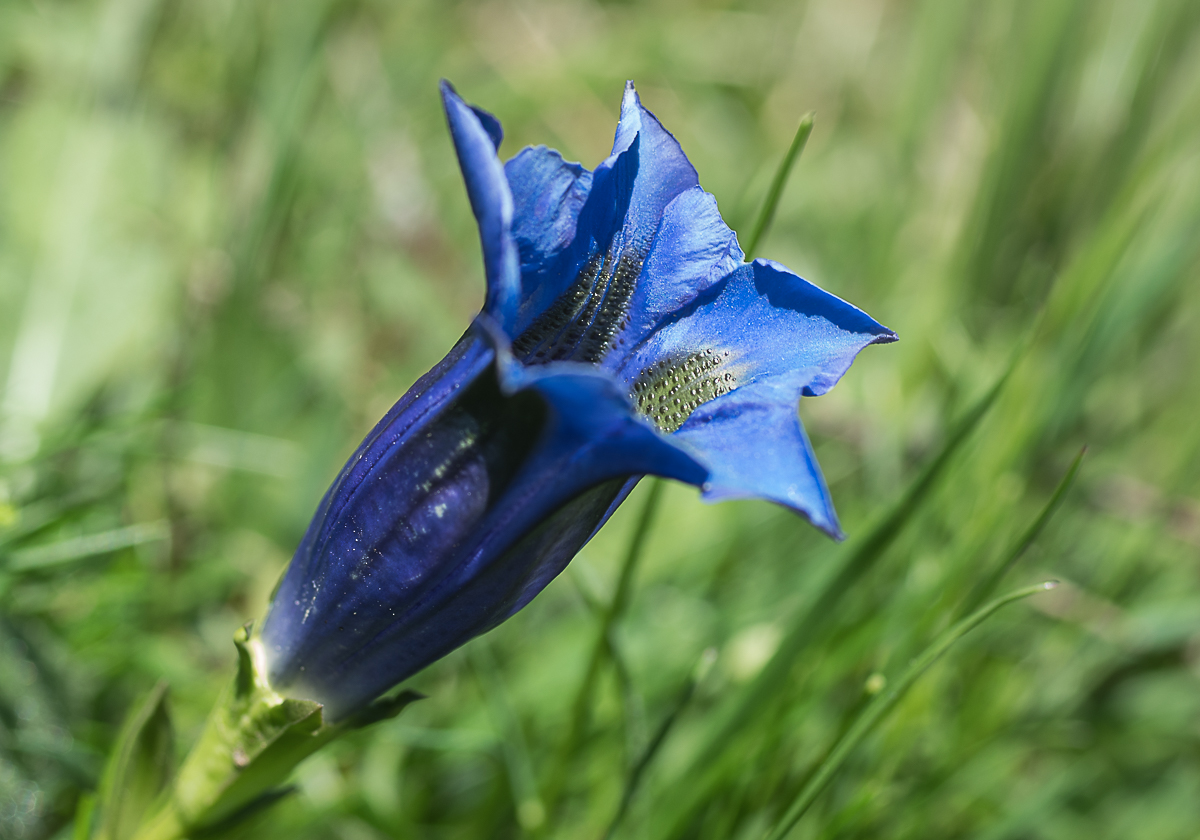 IMGP8078-2.jpg