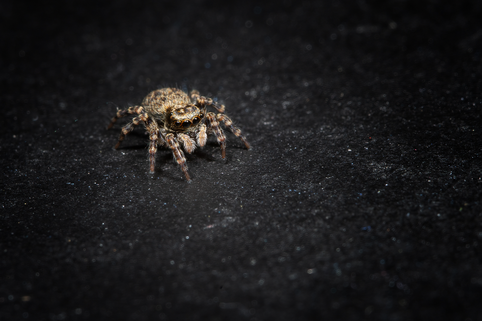 DSC_3381-sharpen-focus-Modifier.jpg