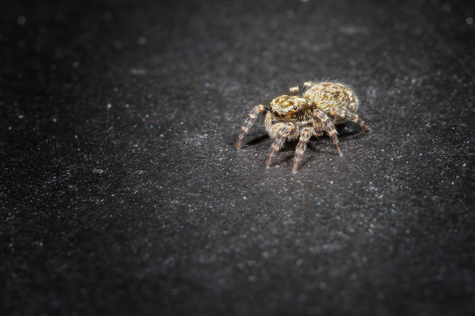 DSC_3391-sharpen-focus-Modifier.jpg