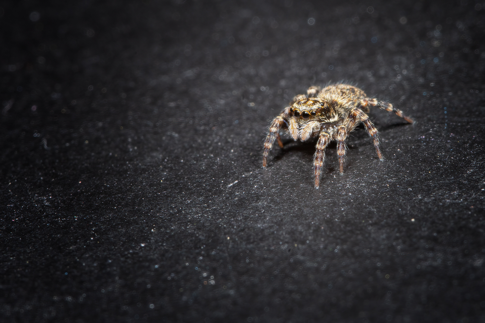 DSC_3392-sharpen-focus-Modifier.jpg
