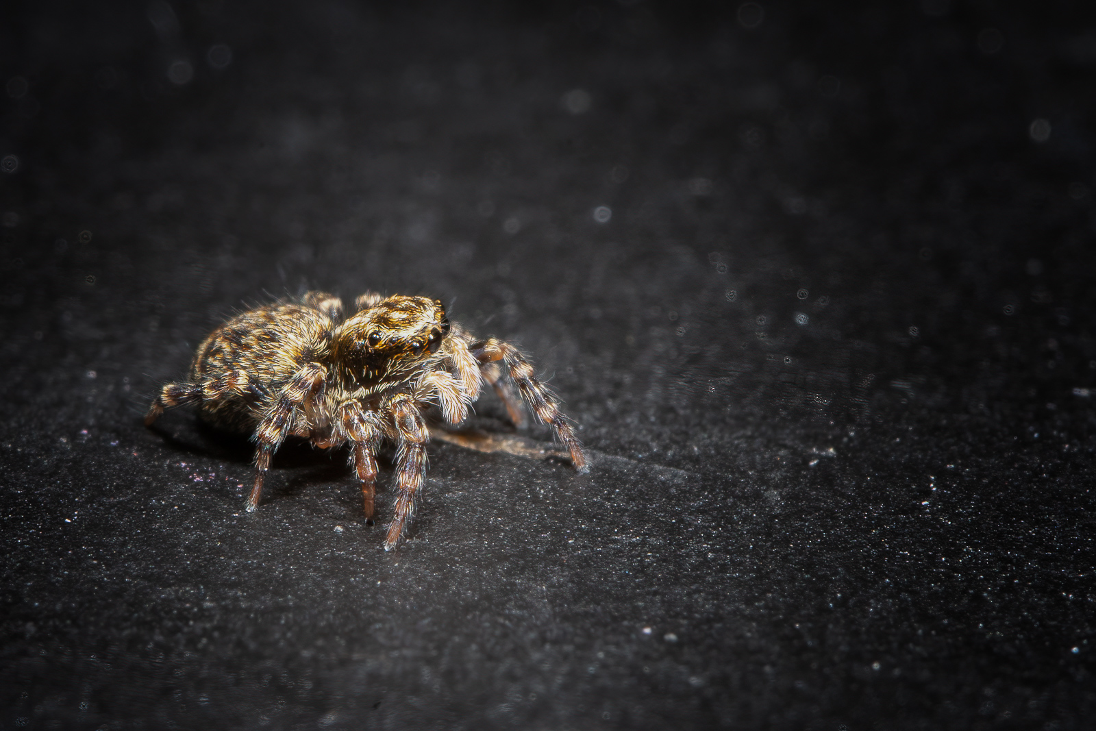DSC_3393-sharpen-focus-Modifier.jpg
