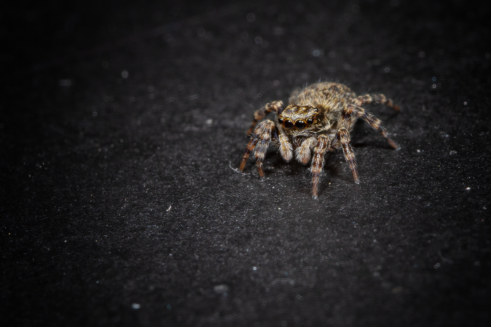 DSC_3396-sharpen-focus-Modifier.jpg