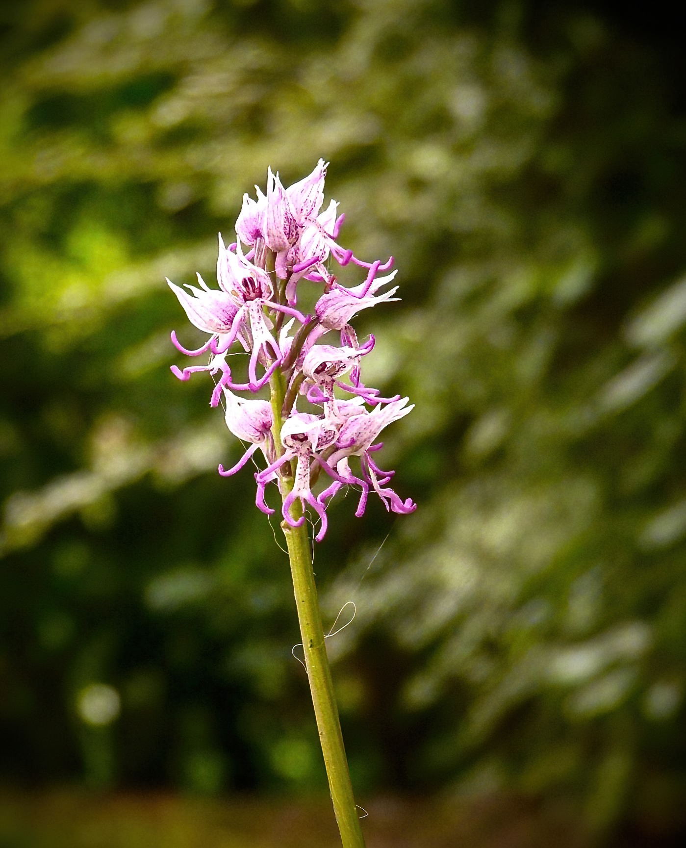 P1140560-denoise.jpg