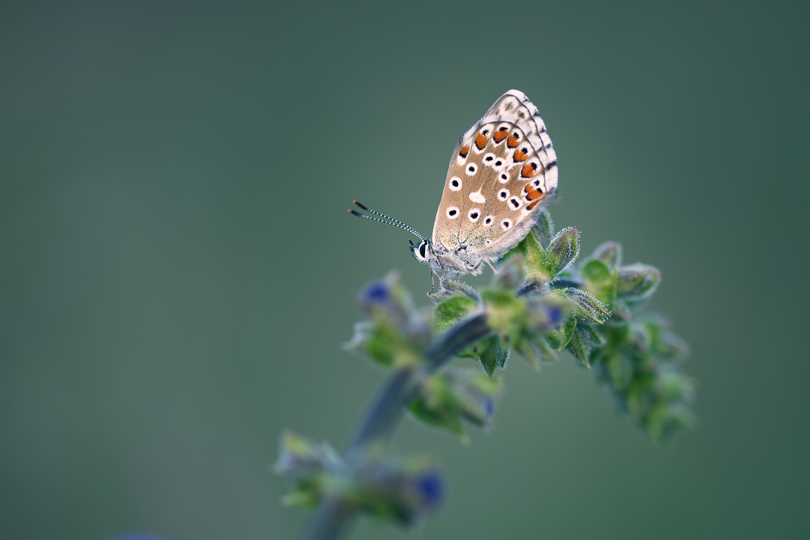 _DSC8314-Modifier.jpg