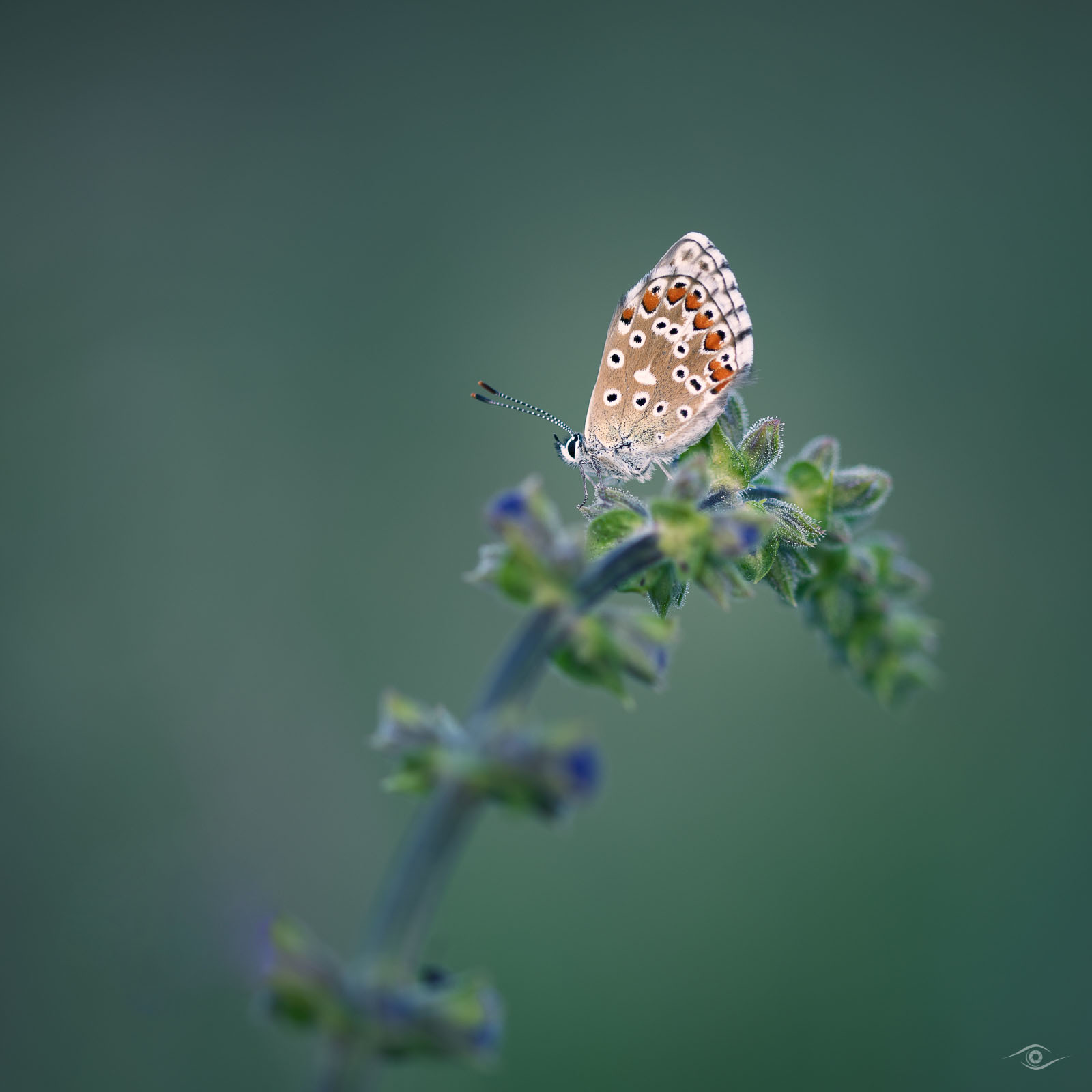 _DSC8314-Modifier.jpg