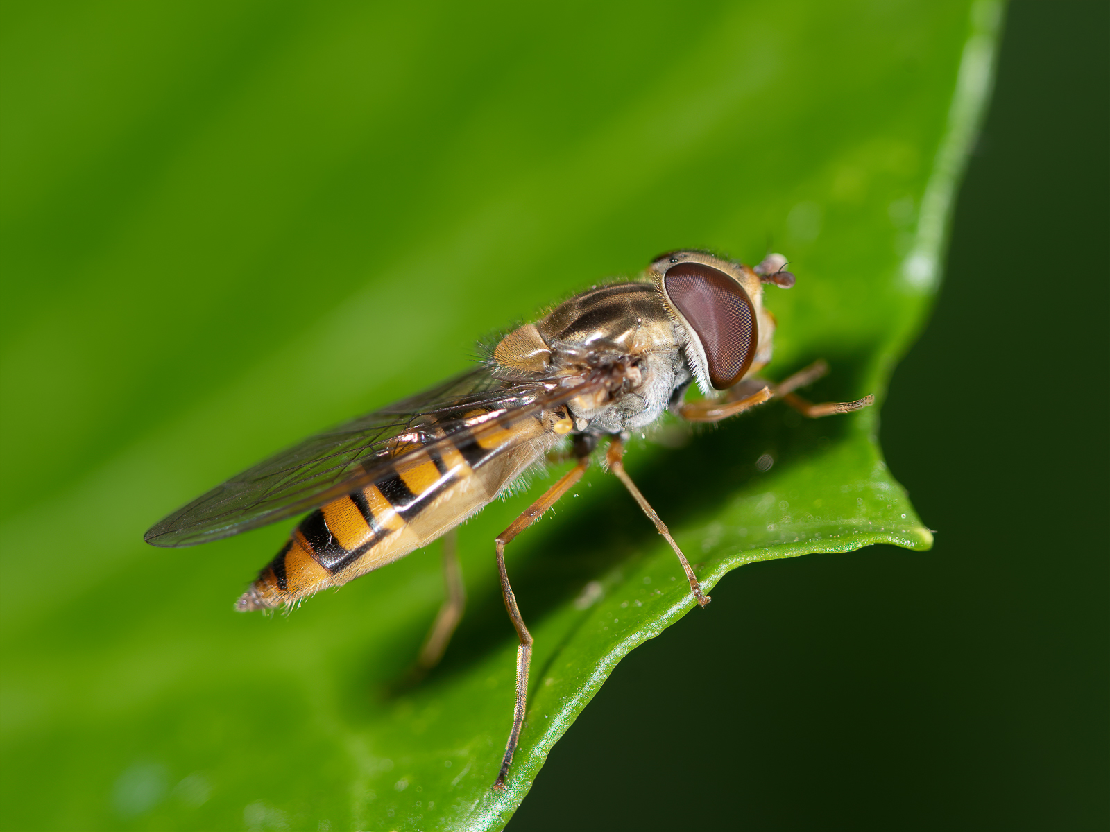 DSC_3458-sharpen-focus.jpg