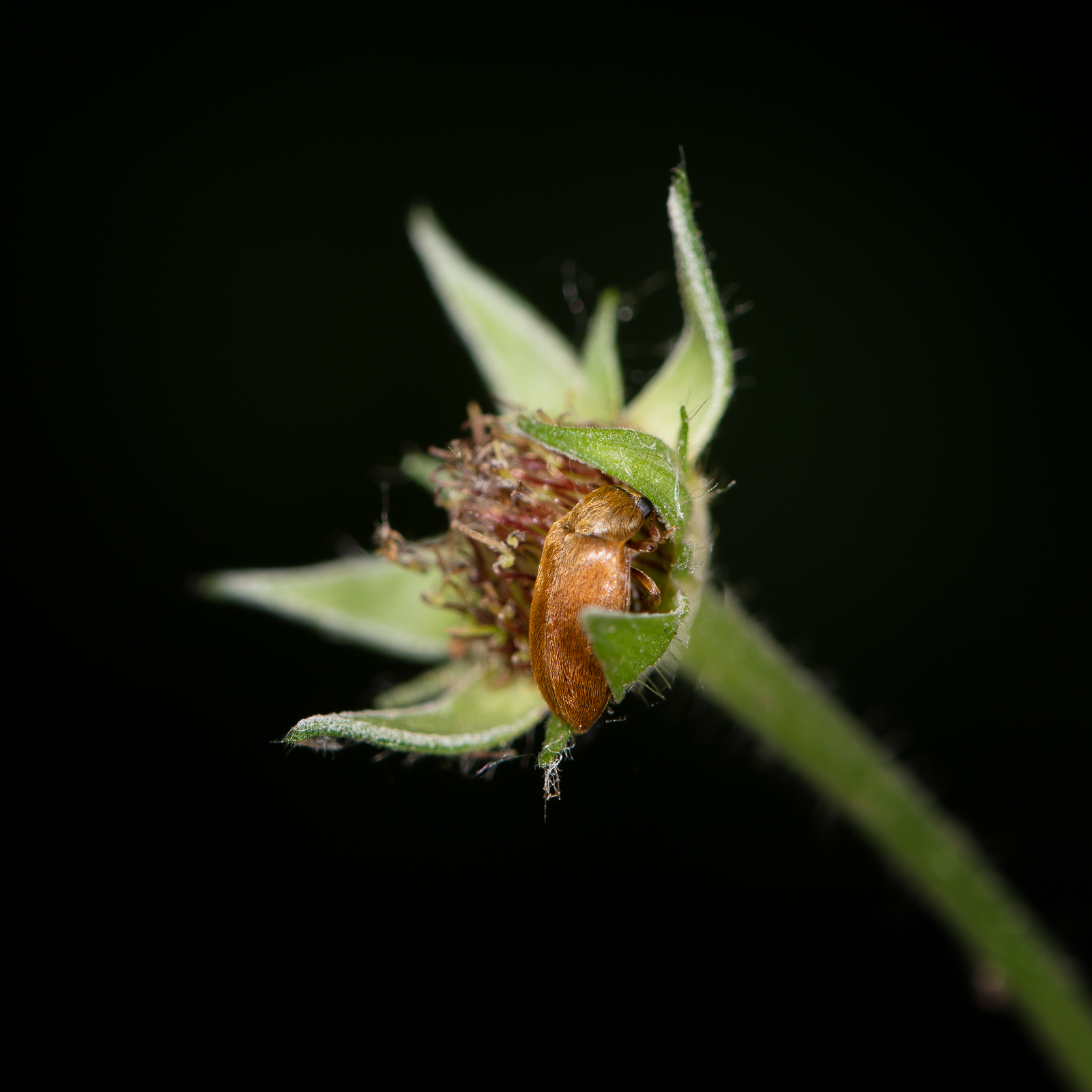 DSC_3533-Modifier.jpg