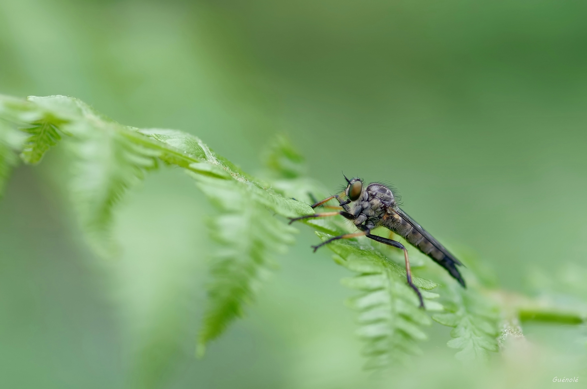 Mouche Tueuse_DxO 1920.jpg