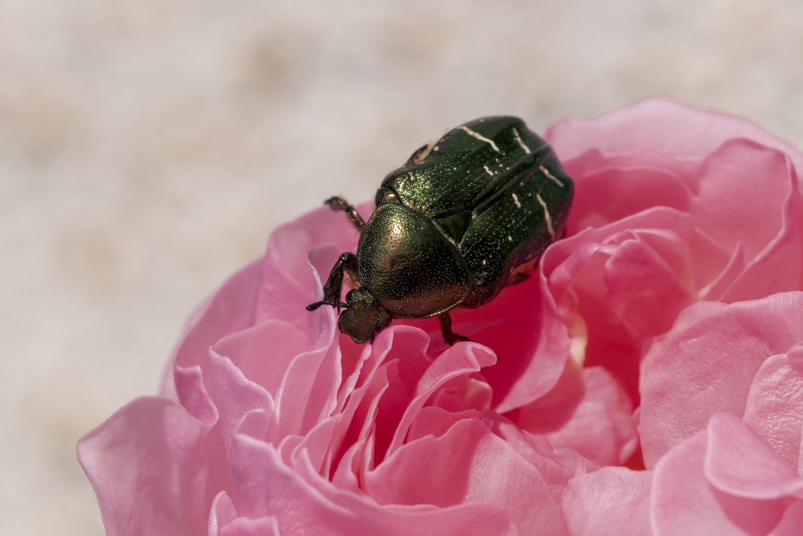 04 mai 2020_Cétoine .jpg