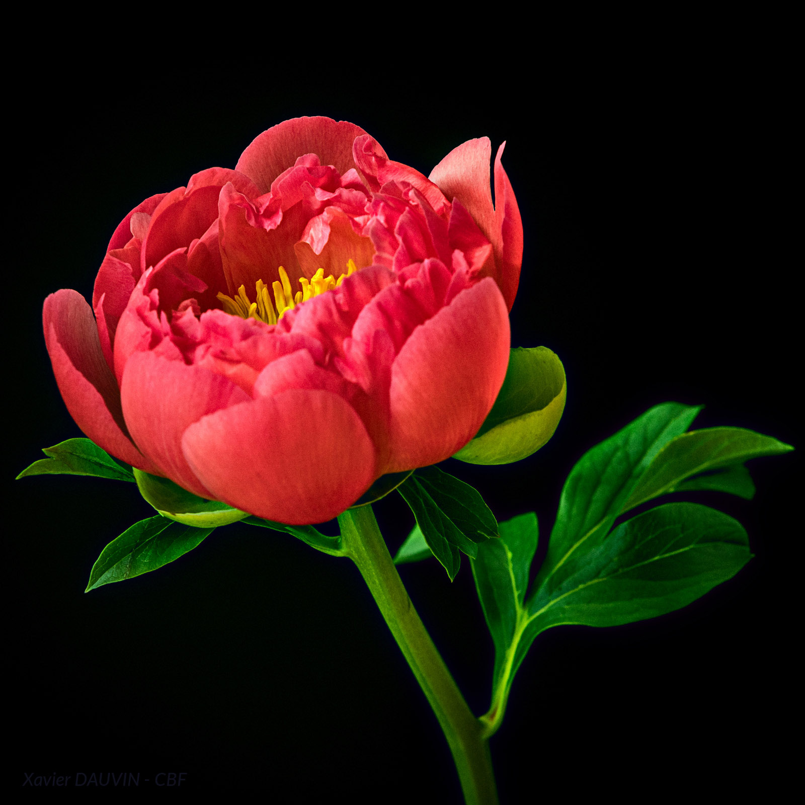 2020_05_01_IMG_4575_Pivoine Xavier Dauvin Small.jpg