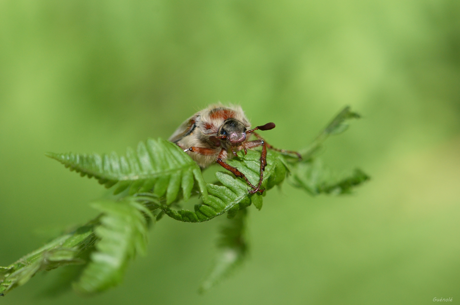 Melolontha Melolontha  1600.jpg