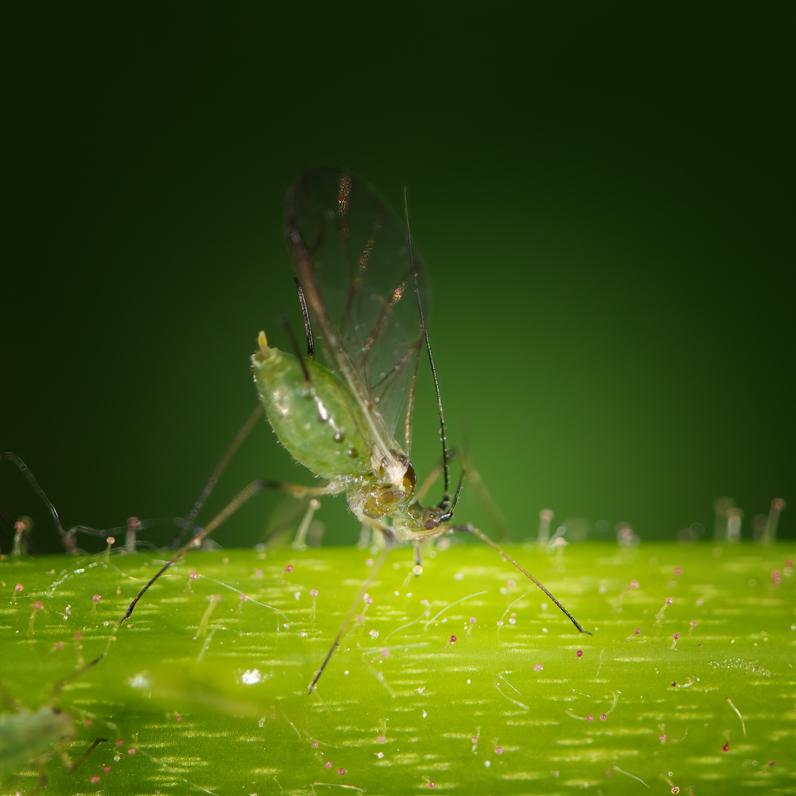 DSC_3615-sharpen-focus-Modifier.jpg