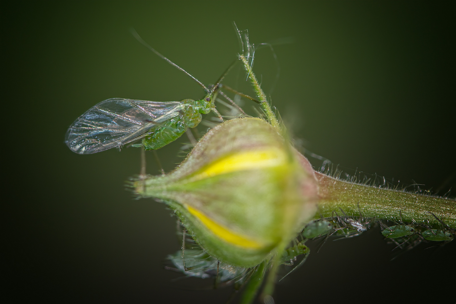 DSC_3621-sharpen-focus-Modifier.jpg