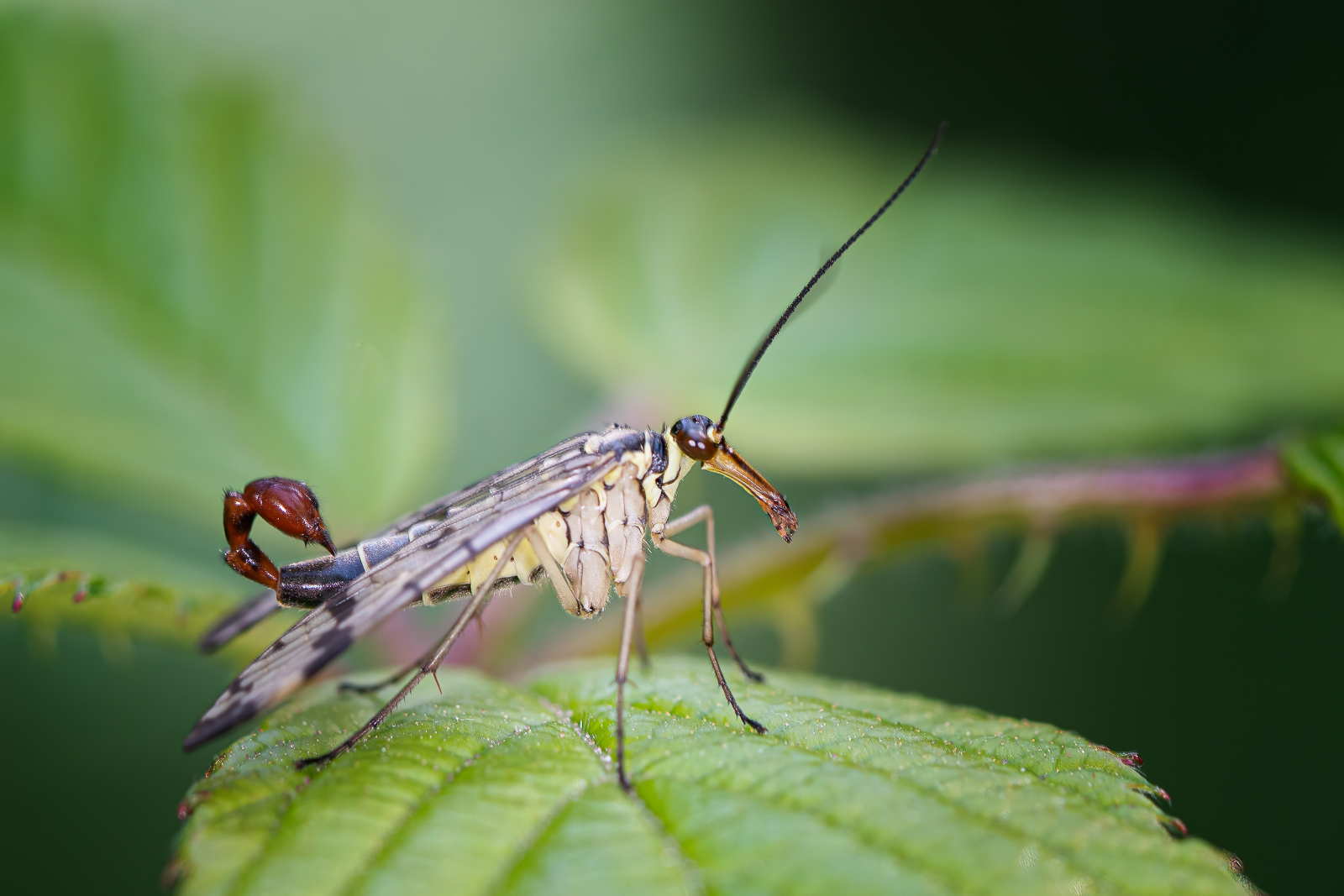 DSC_3635-sharpen-focus-Modifier.jpg