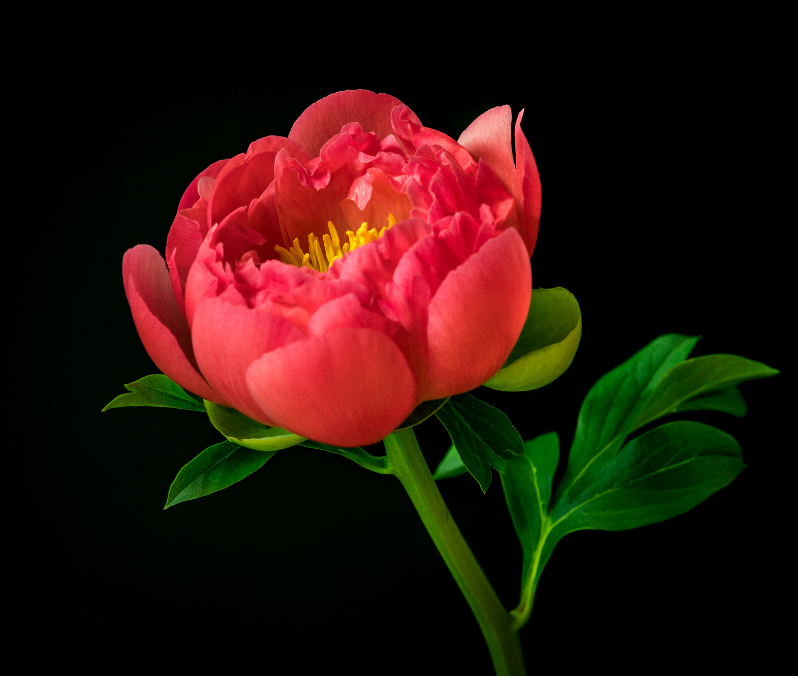 2020_05_01_IMG_4575_Pivoine V02_XD-CBF_Small.jpg