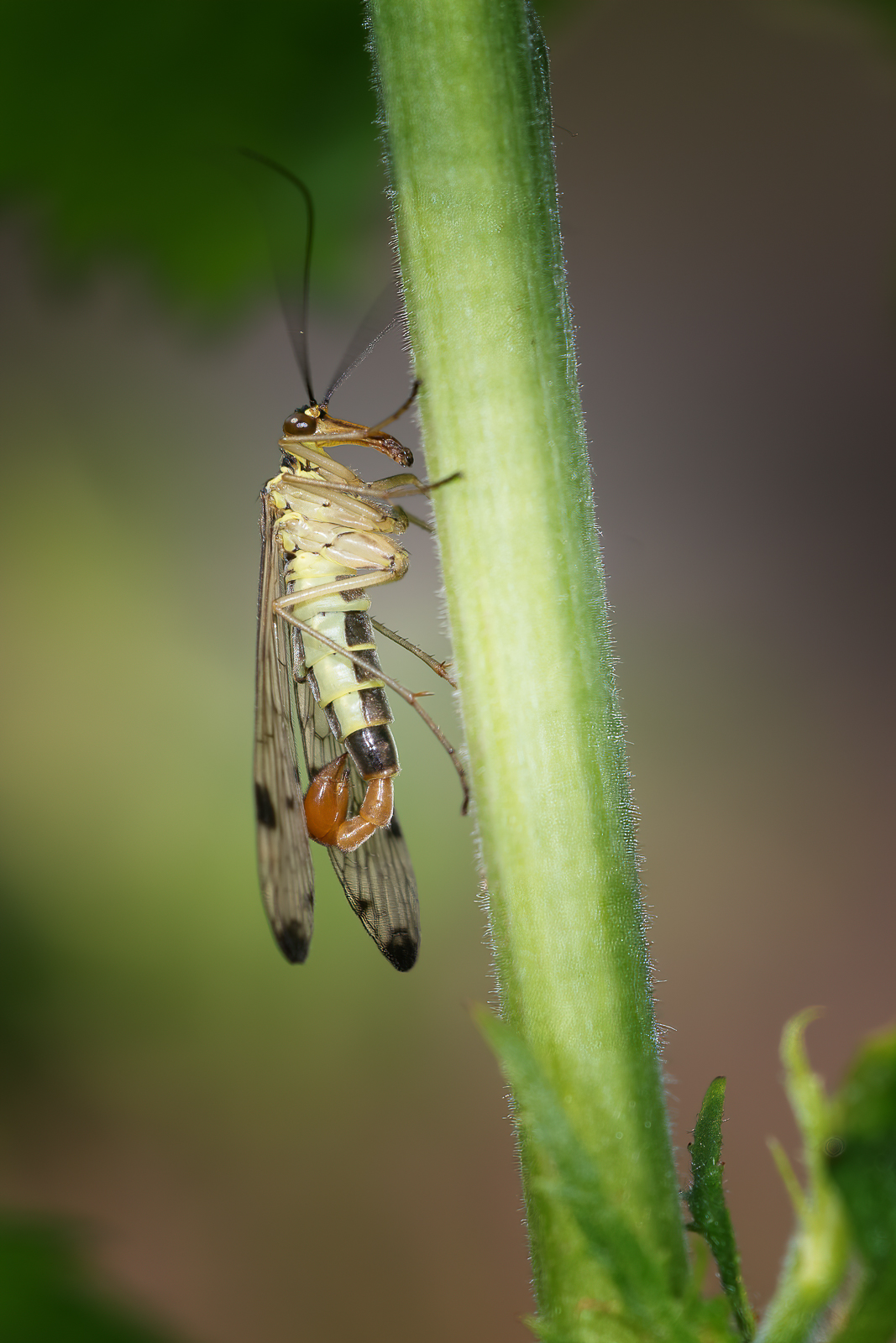 DSC_3305-sharpen-focus-Modifier.jpg