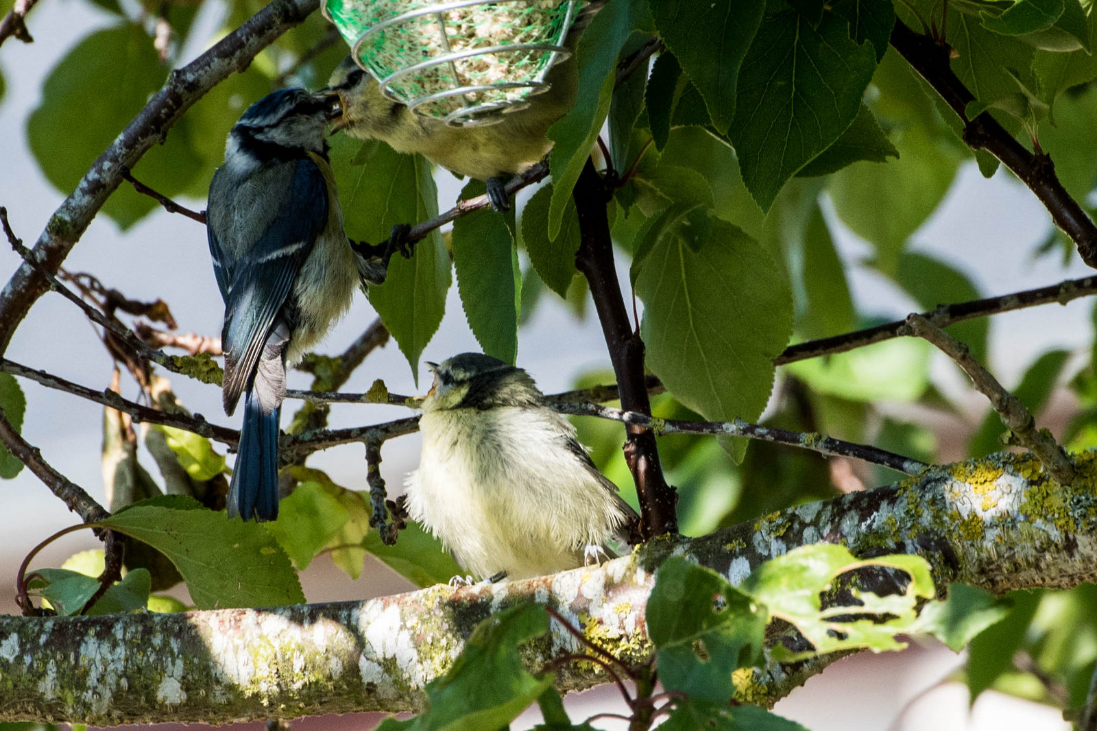 Mésange.3 (1 sur 1)1600px.jpg