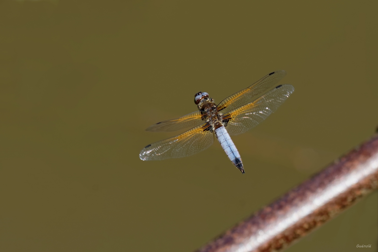 Le grand saut _DxO 1600.jpg
